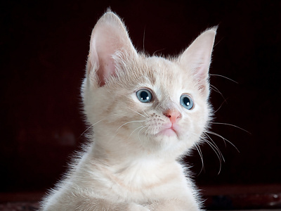 "Give Me Some Milk" - Cute Kitten