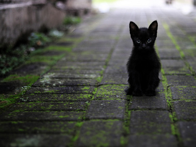 "Blacky" Cat