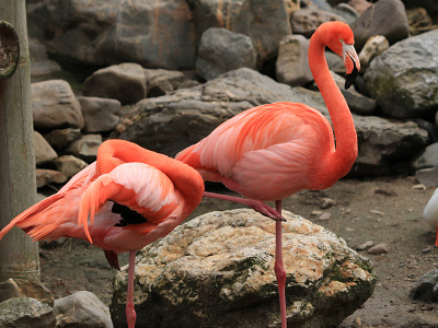 Flamingos