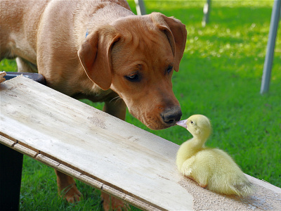 Duckling and Dog - Ever Friends