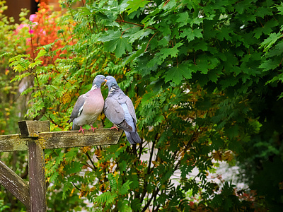 Pigeons Love - So Cute