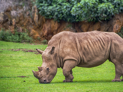 Rhino - Wild Life