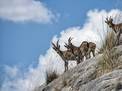 Mountain Goats