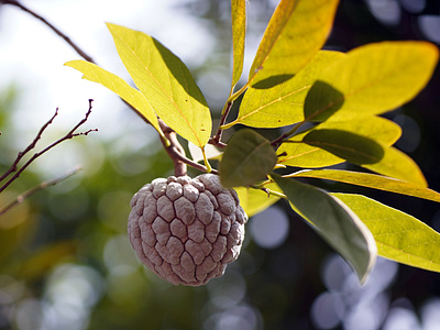 Custard Apple