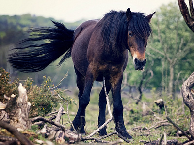 Black Horse - Ready for Ride