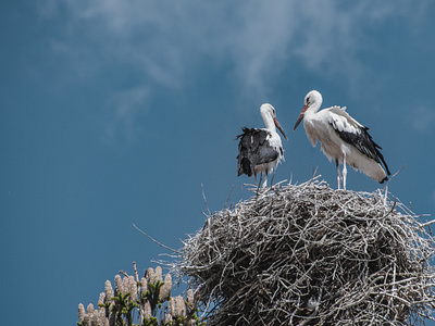 Storks Birds & Nest