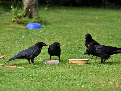 Common Bird - Crows