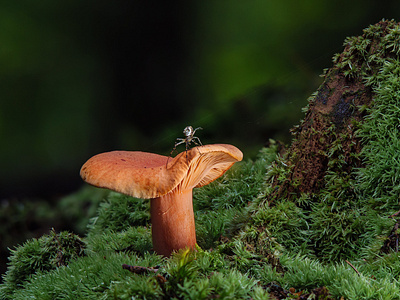 Mushroom Moss Spider Saffron