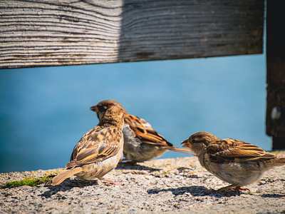 Sparrows