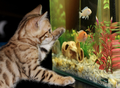 Kitten and Fishes 3d animation app art branding design graphic design icon illustration logo motion graphics ui ux vector