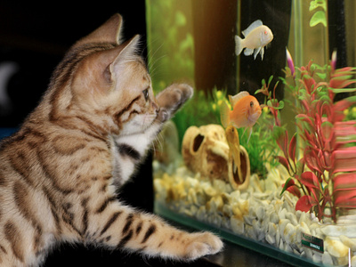 Kitten and Fishes