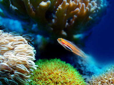 Favourite Hobby - Fish Aquarium 3d animation app art branding design graphic design icon illustration logo motion graphics ui ux vector