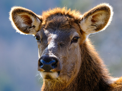 Wapiti Animal - Female