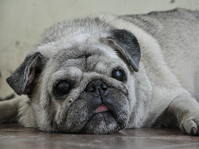 Pug Dog