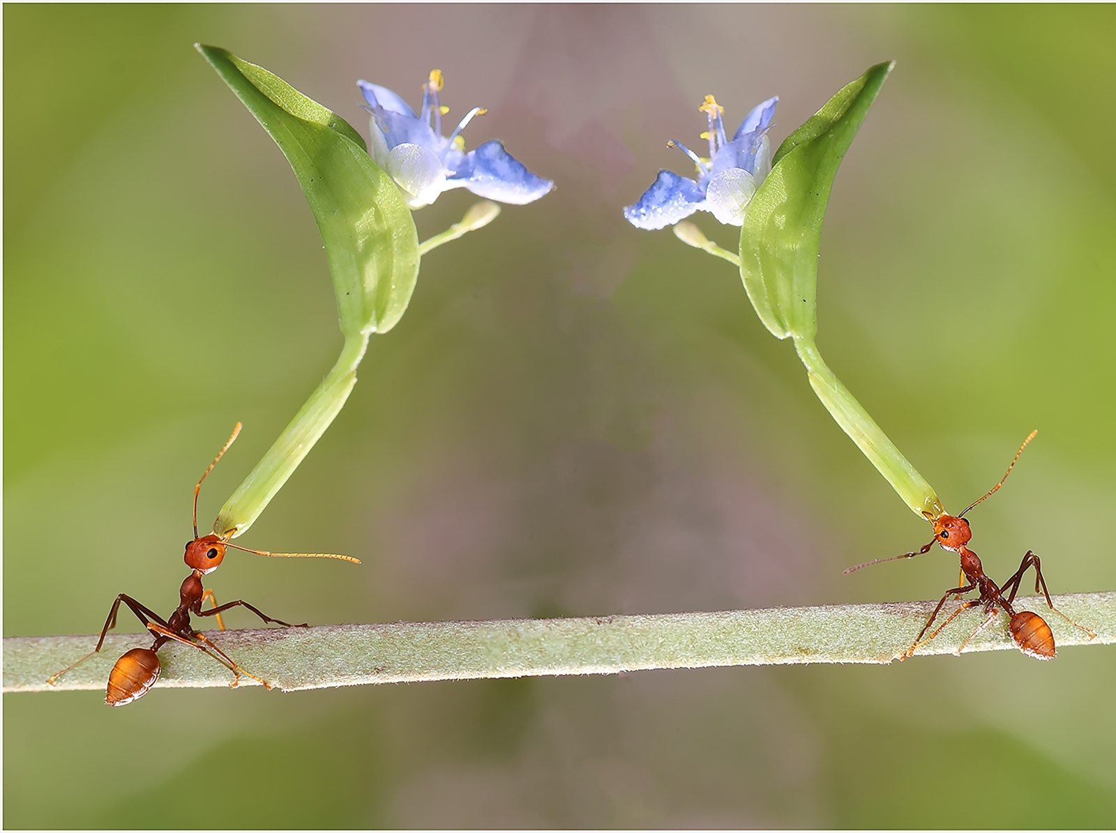 Hard Working Ants by Navanithe on Dribbble
