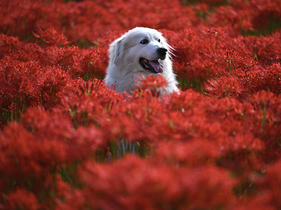 Flowers Loves Dogs