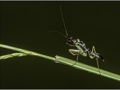 Praying Mantis Insect