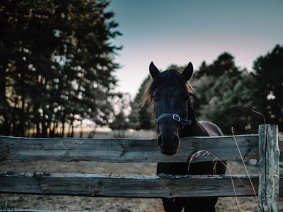 Black Horse