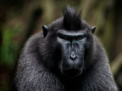 Black Monkey