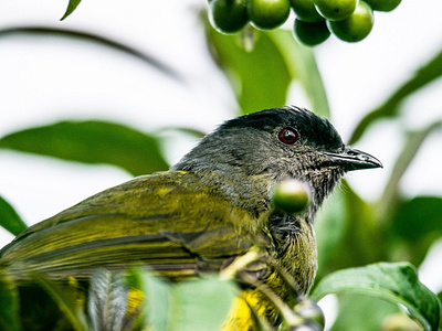 Bird Capulinero Beak