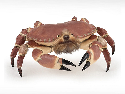 crabdog graphic design