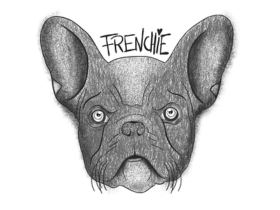 Frenchie Illustration design drawn graphic hand illustration ipadpro procreate