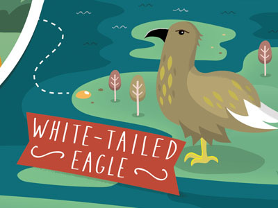 White-tailed Eagle bird eagle illustration nature