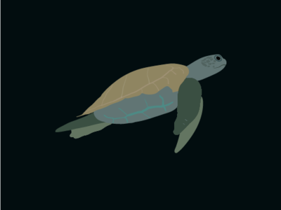 Sea Turtle illustration