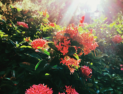 Hope bush canon floral flower green hope light lightroom nảymầm2 photograph red snapseed sunshine trees