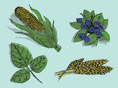 Crops Illustration Color