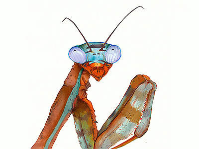 Mantis colors insect mantis natural draw