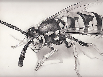 Wasp natural draw pencil wasp