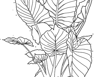 taro plant drawing