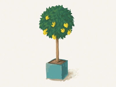 Lemon Tree illustration lemon tree vector