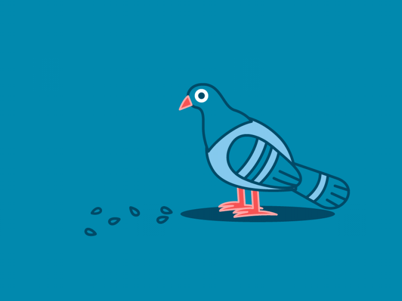Pigeon 2d animation bird pigeon shape