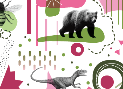 Packaging Illustration packaging bears