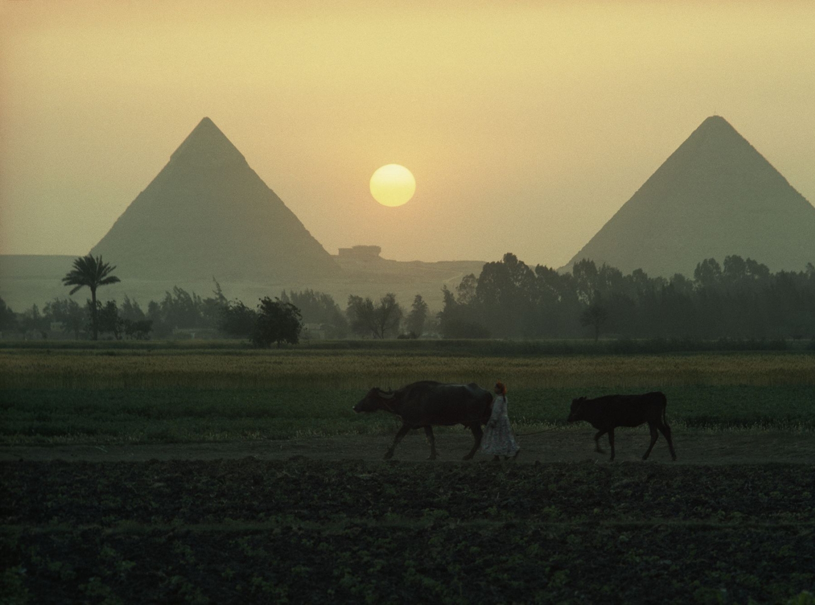 Пирамиды на ниле. Египет Каир Нефертити.