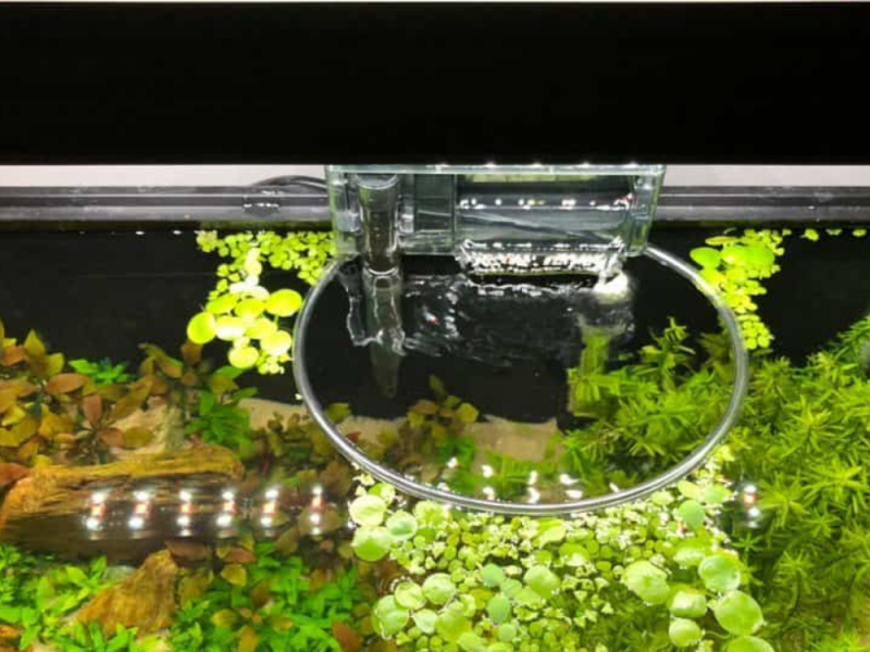 Best Floating Plants For Betta by Ga Pet Sitters on Dribbble