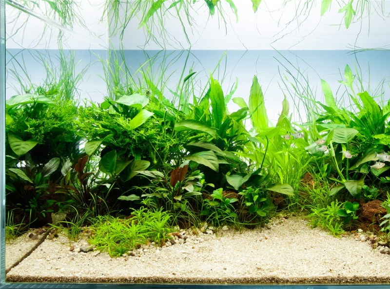 Best Aquarium Plants To Reduce Ammonia Review In 2021 by Ga Pet Sitters