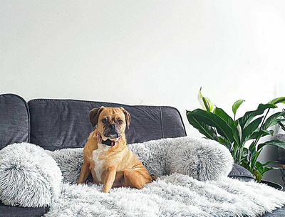 Dog Couch Protector adorable animal cats dog dog beds dog couch bed doggy furniture kitten lovely pet pets puppy relaxing