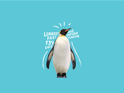 Male Emperor Penguin fact penguin type