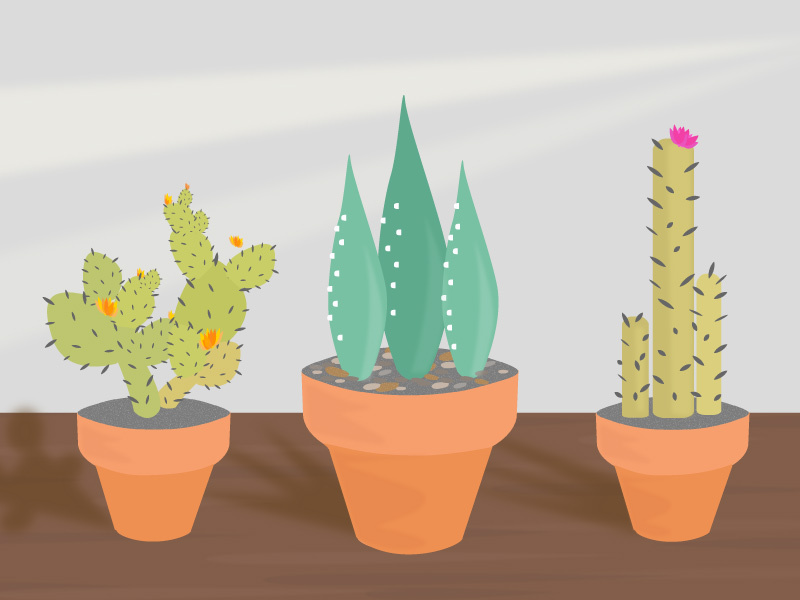 Cactus Makes Perfect window gardening plant practice succulent cactus