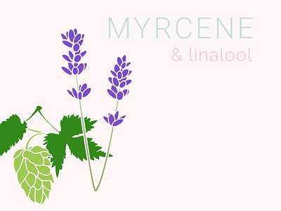 Terpenes | Myrcene & Linalool cannabis hops illustration lavender linalool marijuana myrcene plant science terpenes