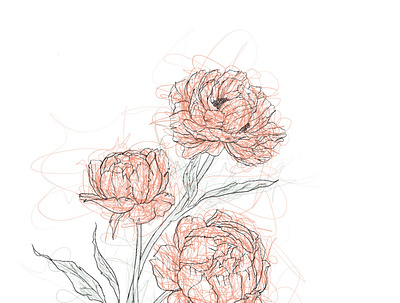 Paeonia Illustration design illustration