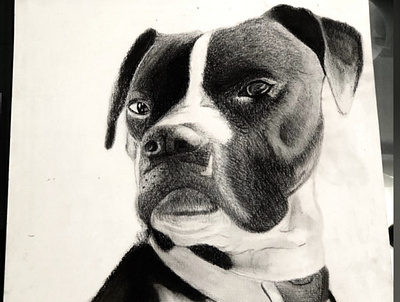 Drawing Of Brady The Dog illustration