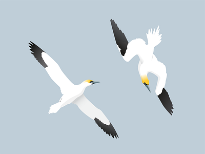 Gannets gannet illustration seabird