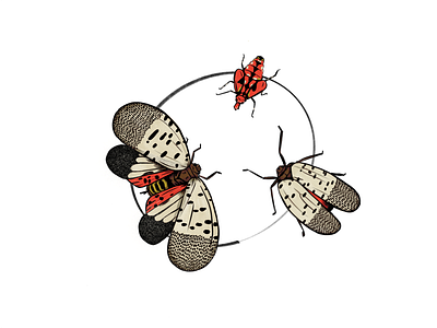 Invasive invasive lanternfly