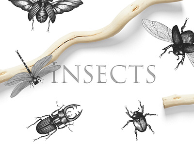 Insects (Insecta) ​​​​​​​ beetle bug chafer cockchafer design dragonfly entomology illustration insect stagbeetle vector