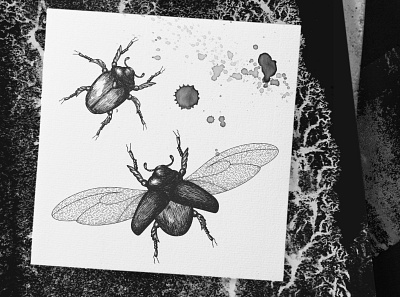 Chafer art artwork beetle biology bug design drawn engraving entomology fly graphics illustration insect lucanus cervus melolontha stag vector wildlife wings