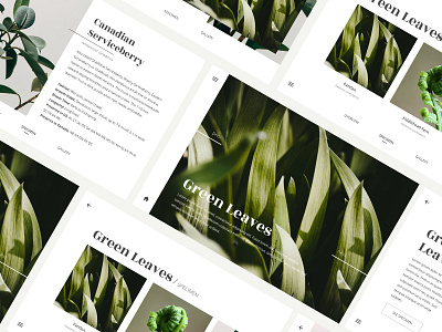 Screens for Leaves dailyui design interaction landing leaf minimal presentation ui uidesign webdesign